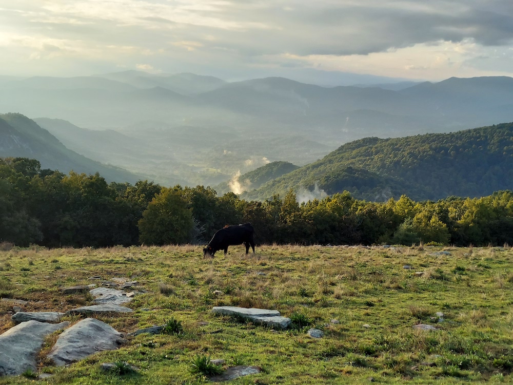 Cow grazing at the top of Bearwallow Mountain Trail